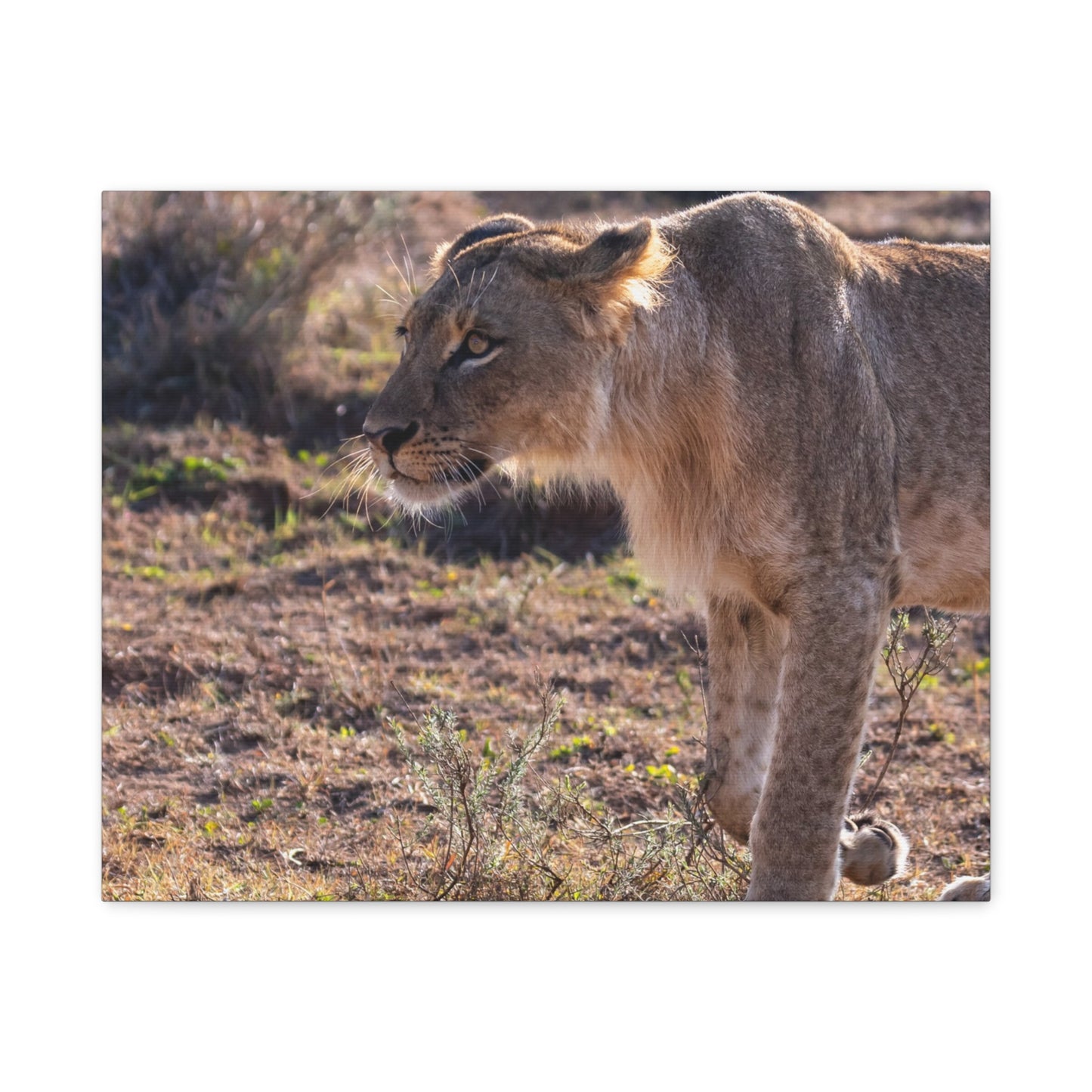Canvas Print - The Lion King of the Jungle in the African Savannah