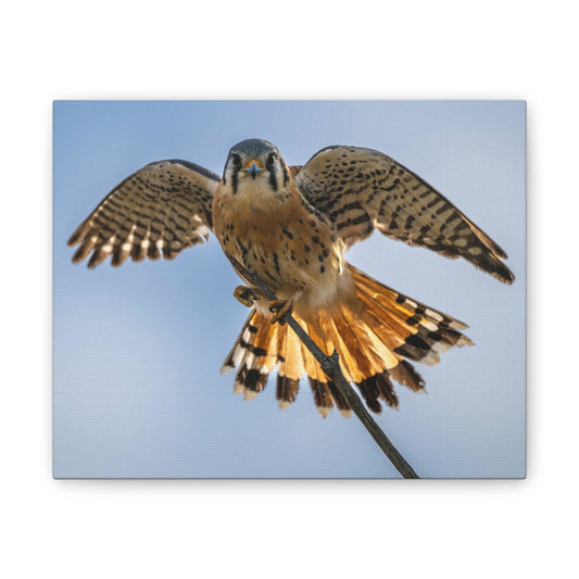 Stretched Canvas Wall Art – Majestic Bird in Flight, Home Decor, Nature Print, Gift for Bird Lovers, Wildlife Art