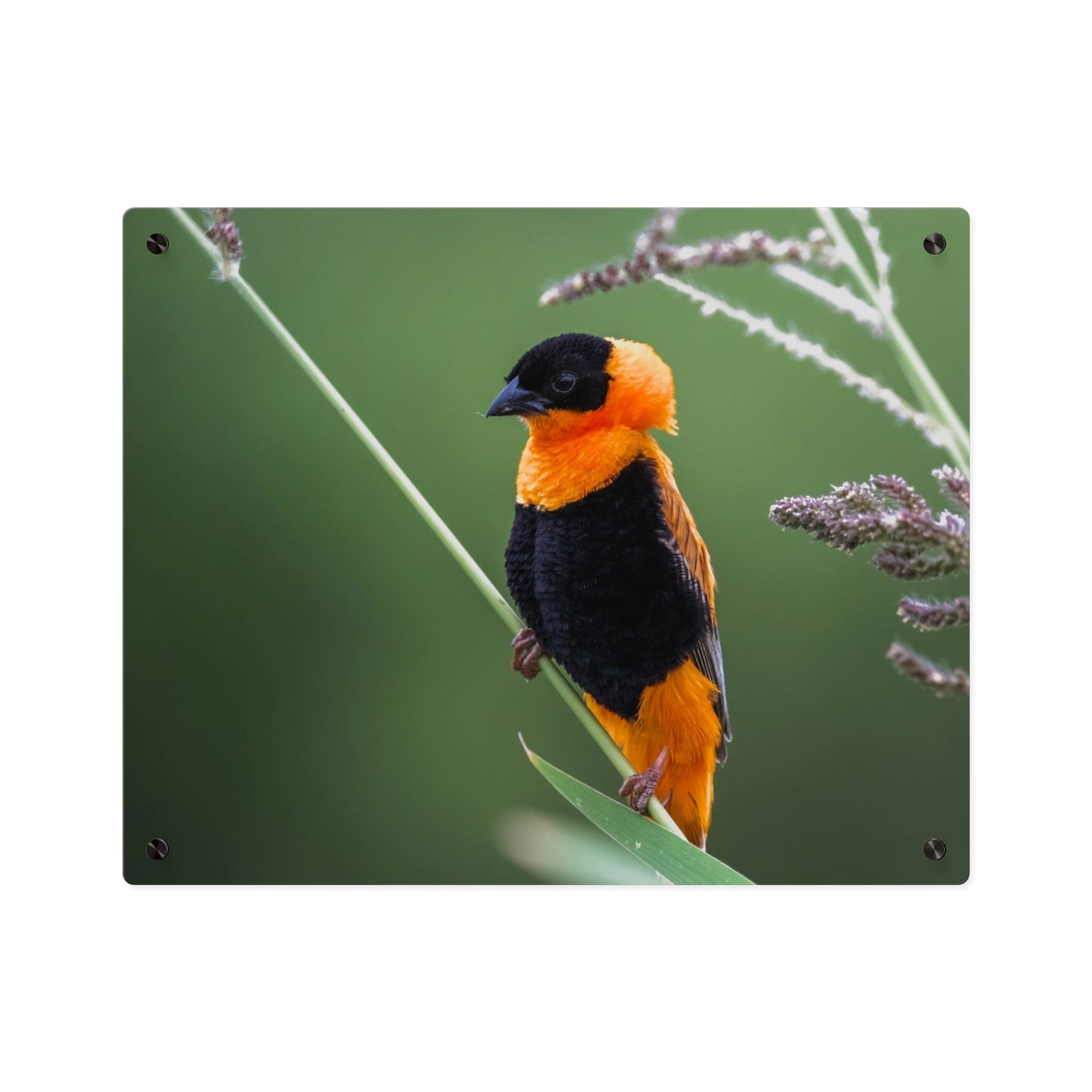Acrylic Wall Art Panel - Vibrant Northern Red Bishop Weaver from Africa