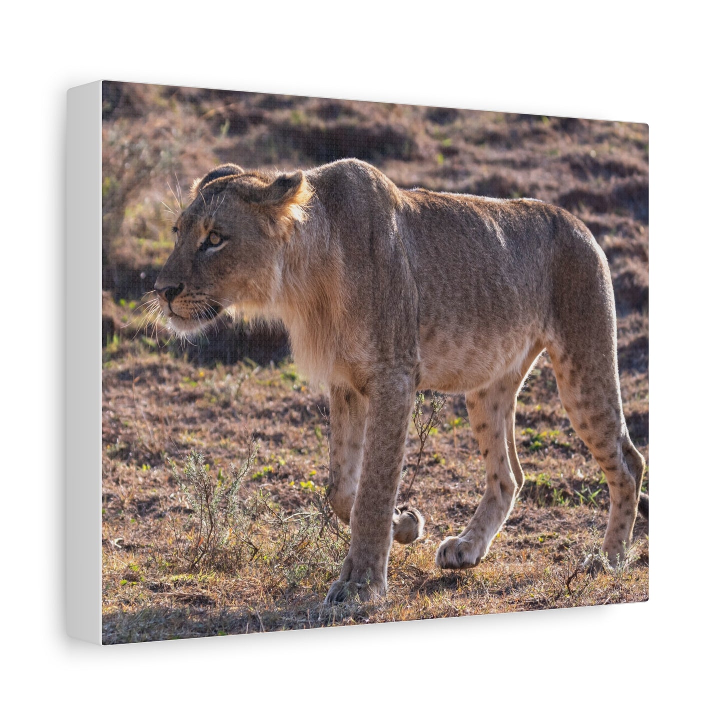 Canvas Print - The Lion King of the Jungle in the African Savannah