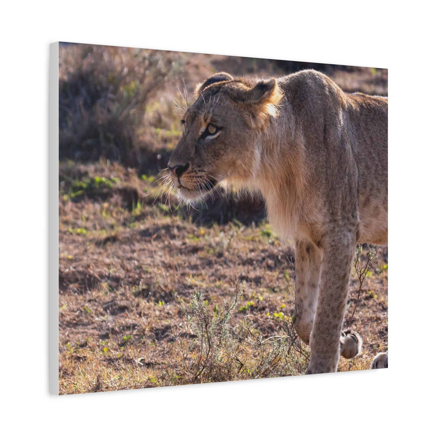 Canvas Print - The Lion King of the Jungle in the African Savannah