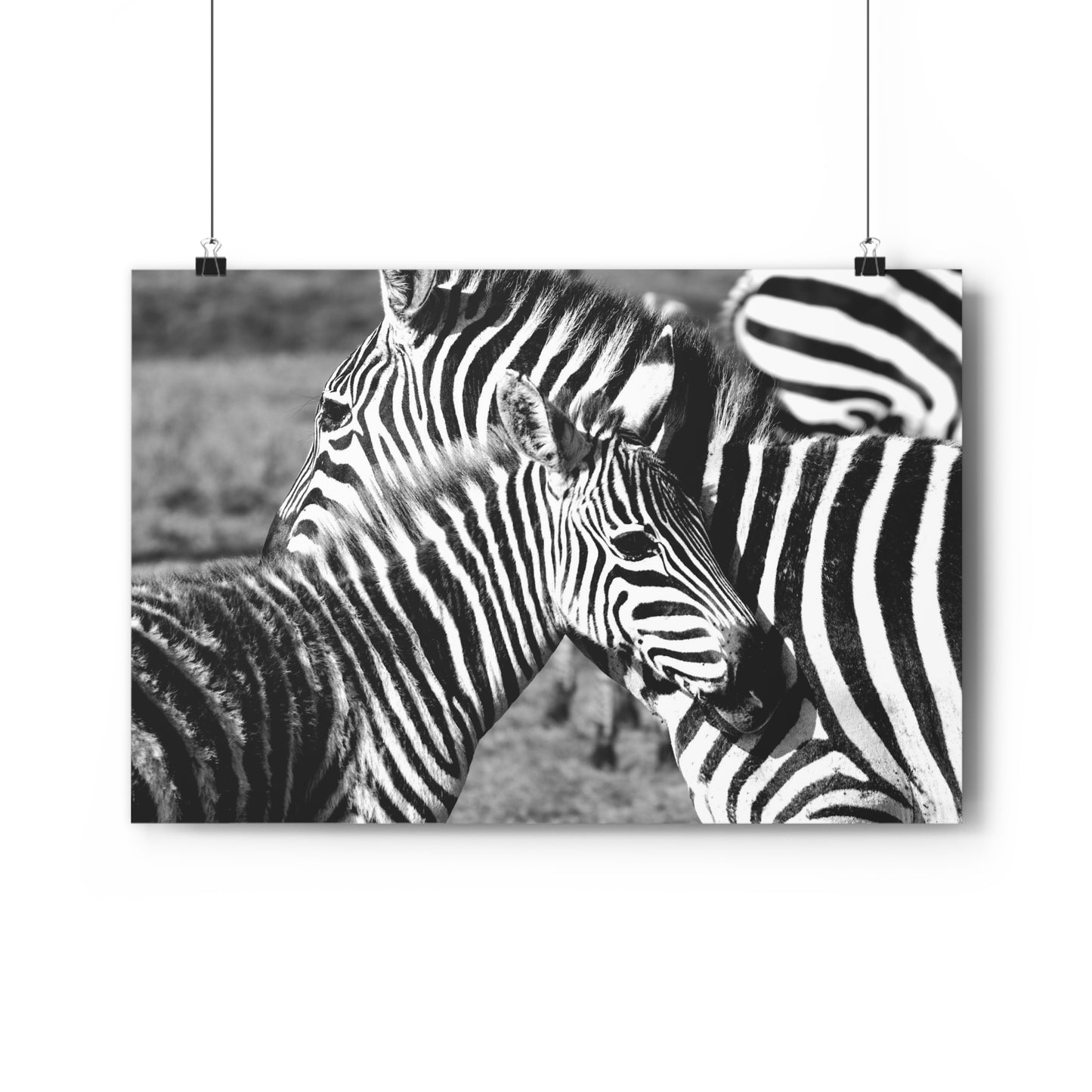 Zebra Mom and Foal Art Print