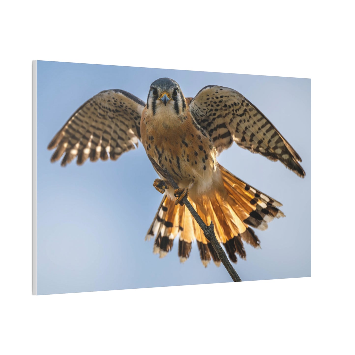 Stretched Canvas Wall Art – Majestic Bird in Flight, Home Decor, Nature Print, Gift for Bird Lovers, Wildlife Art