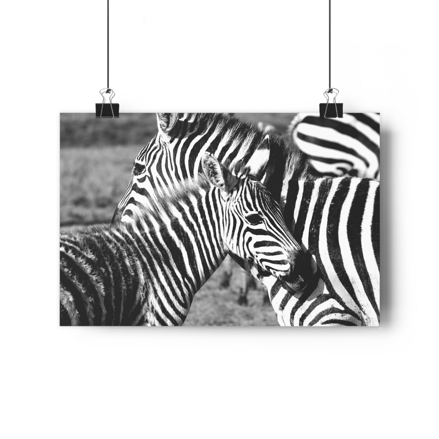 Zebra Mom and Foal Art Print