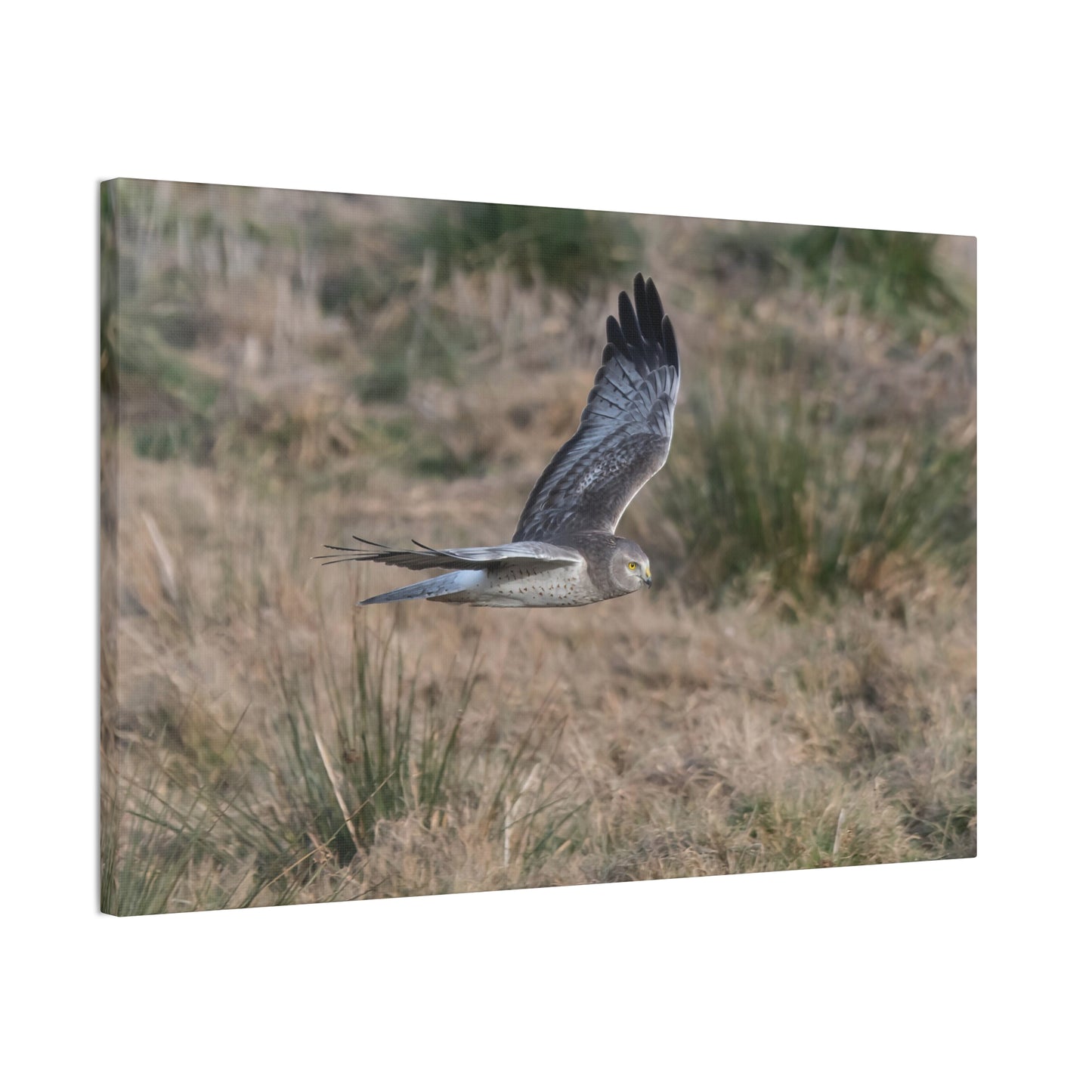 Canvas Print - Male Northern Harrier (Gray Ghost)