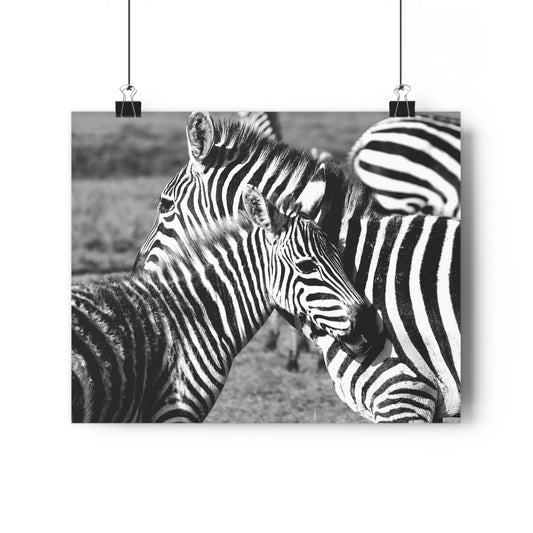 Zebra Mom and Foal Art Print