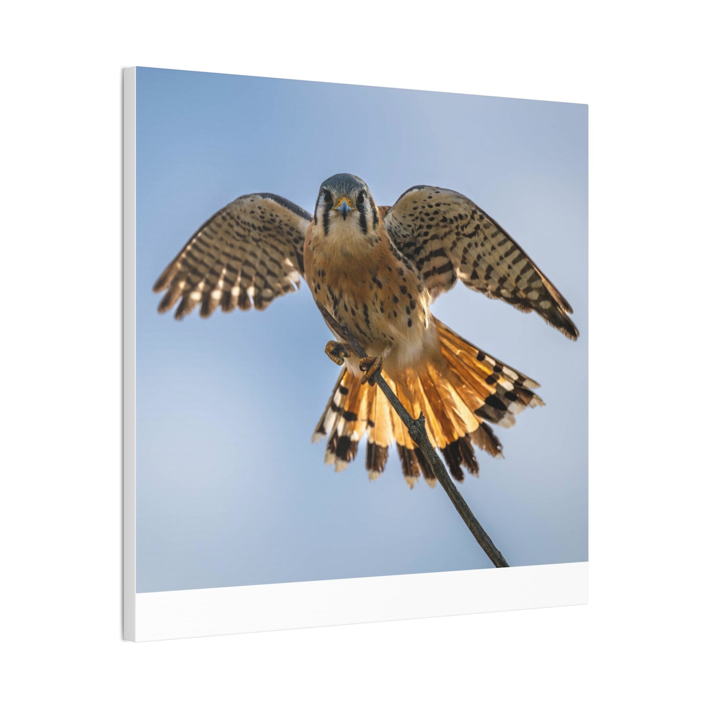 Stretched Canvas Wall Art – Majestic Bird in Flight, Home Decor, Nature Print, Gift for Bird Lovers, Wildlife Art