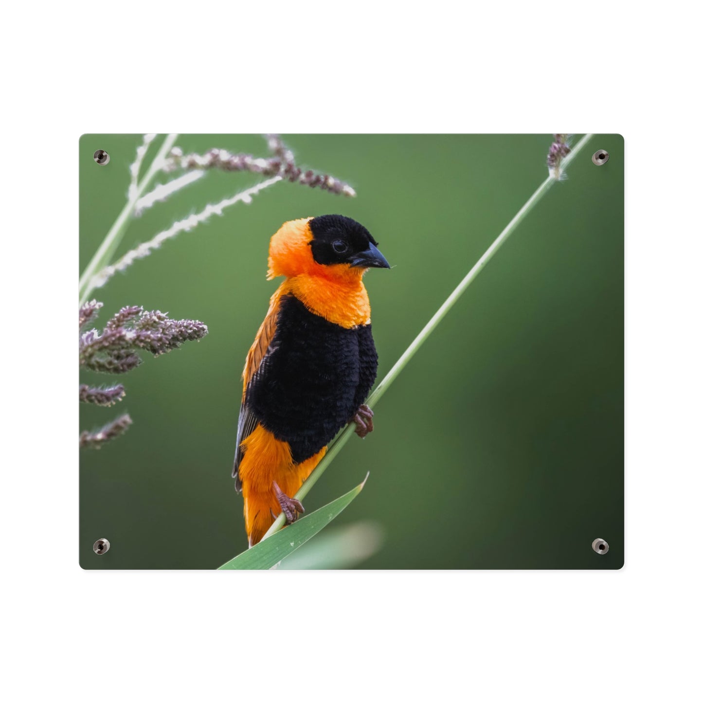 Acrylic Wall Art Panel - Vibrant Northern Red Bishop Weaver from Africa