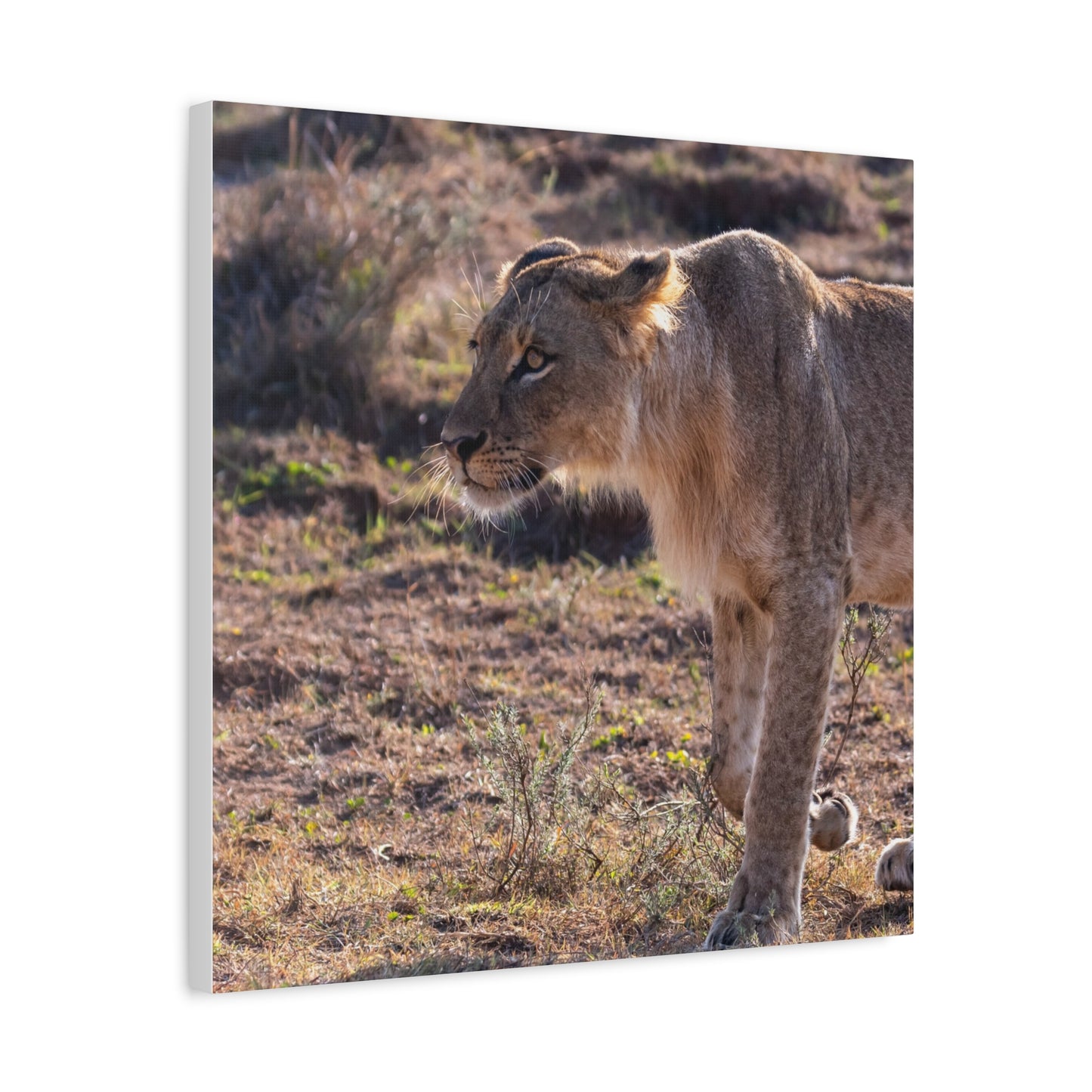 Canvas Print - The Lion King of the Jungle in the African Savannah