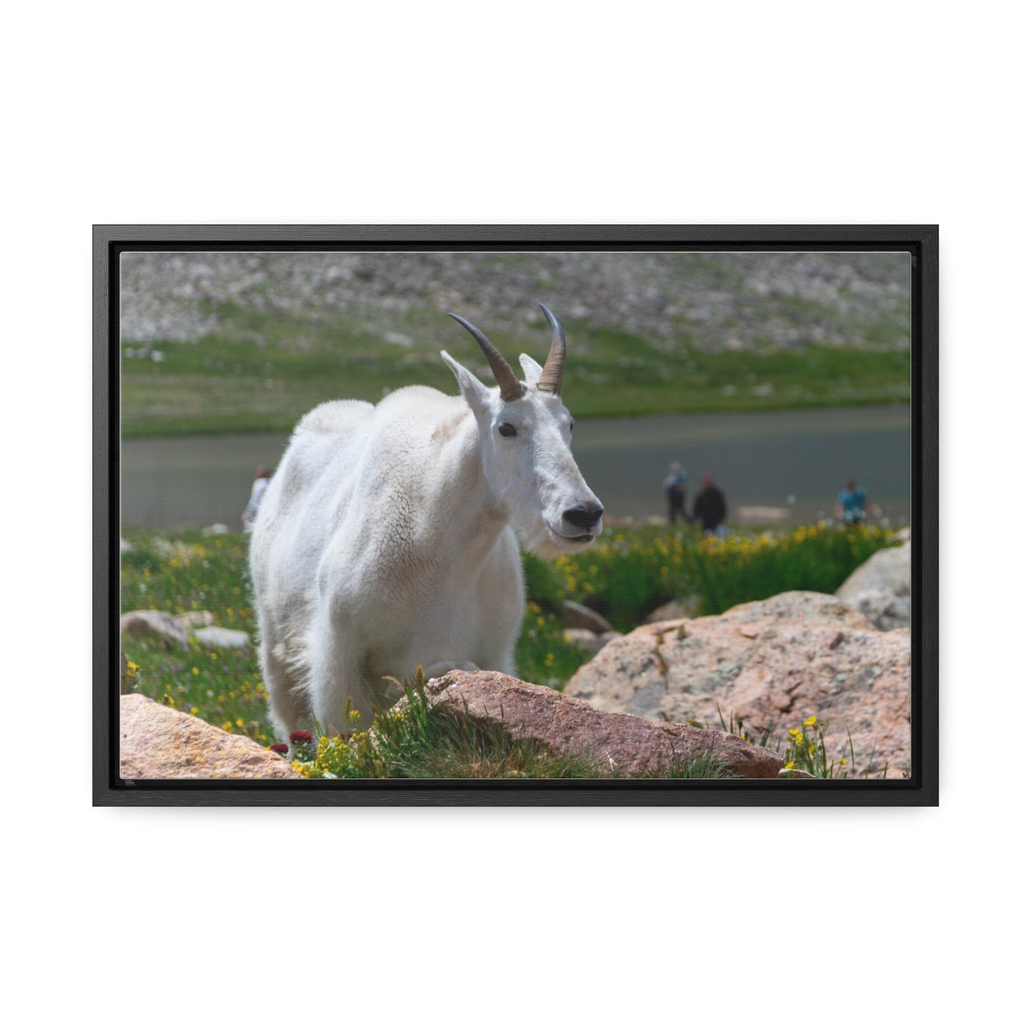 Canvas Wraps - Mountain Goat in Colorado