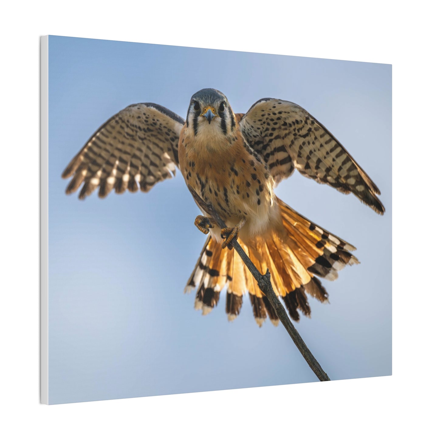 Stretched Canvas Wall Art – Majestic Bird in Flight, Home Decor, Nature Print, Gift for Bird Lovers, Wildlife Art