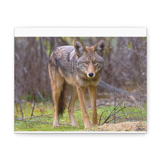 Canvas Wraps - Coyote on the Prowl Wall Art