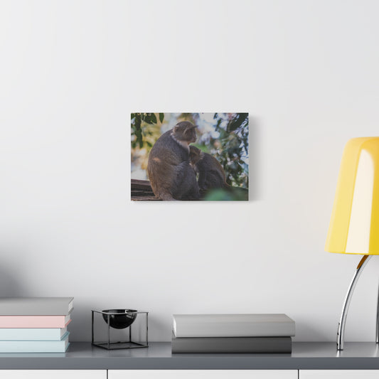 Canvas Print: Sykes Monkey