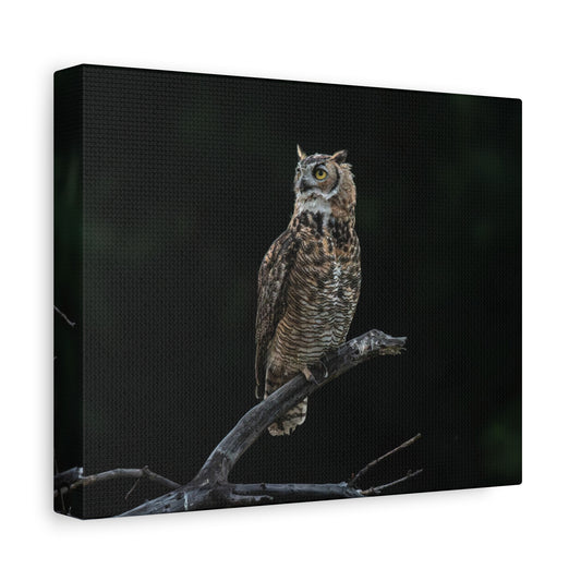 Canvas Print - Great Horned Owl Watching over their domain